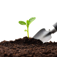 Young plant sprouting from soil with trowel