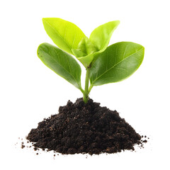 Young sprout from soil