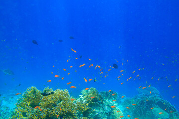 Different tropical fish at coral reef in the Red sea in Ras Mohammed national park, Sinai peninsula in Egypt