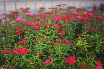 Vibrant pink and red flowers blooming on green leafy stems in a garden, with a soft blurred background.