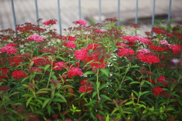 Vibrant pink and red flowers blooming on green leafy stems in a garden, with a soft blurred background.
