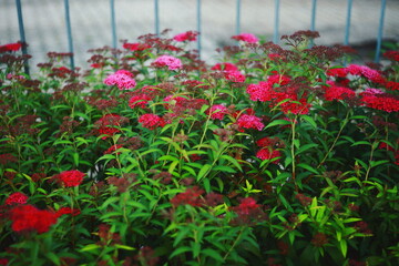 Vibrant pink and red flowers blooming on green leafy stems in a garden, with a soft blurred background.