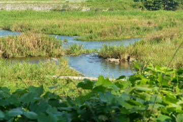 田舎を流れる清流