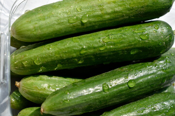 close up cucumbers with water drops