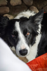 Close-Up Portrait of Dog Looking at Camera