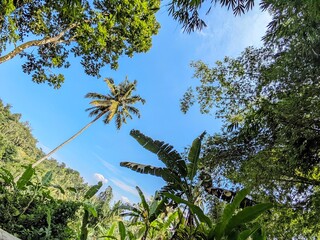 A view of blue sky with trees from the forest in Indonesia