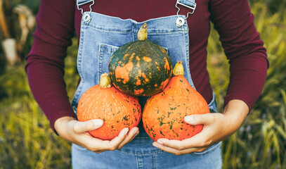 Young female farmer holding organic pumpkins with hands inside vegetable garden - Woman working outdoor during fall season - Small business and autumn lifestyle concept - Main focus on top pumpkin