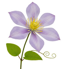 Fototapeta premium Delicate light purple clematis flower isolated on transparent background