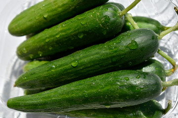 close up cucumbers with water drops