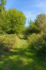 path in the forest