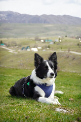 Fototapeta premium Border Collie Lying on Green Grass with Mountain View
