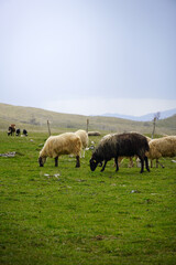 Obraz premium Sheep Herd Feeding on Fresh Grass in Countryside