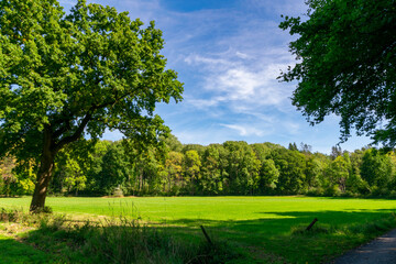 landscape with trees