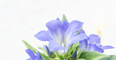 リンドウの青い花を白背景でマクロ撮影01