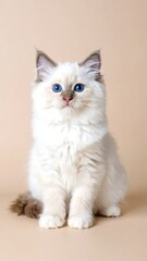 Fluffy kitten, cream color, sitting