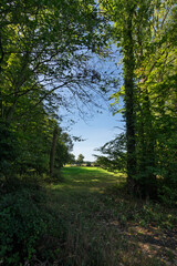 morning in the forest