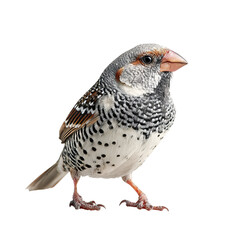 Fototapeta premium Png of beautiful diamond firetail bird isolated on transparent background, a small finch native to australia with distinctive black and white spots