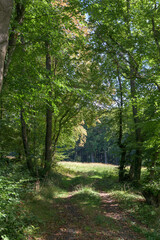 path in the forest