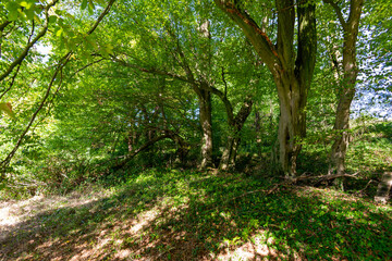 footpath in the forest