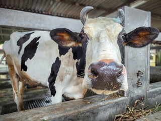 Close-Up of a Cow in a Barn