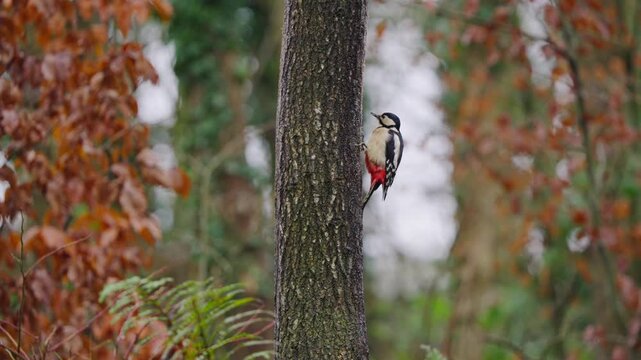 Great spotted woodpecker on red-barked tree, surrounded by warm forest tones in autumn