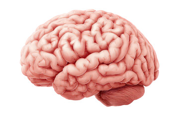 Detailed Pink Human Brain Image