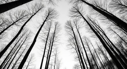 Dramatic low angle view of tall bare trees in a winter forest.
