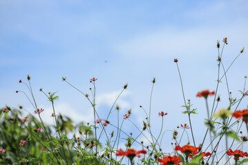 Beautiful wildflowers blooming under bright blue sky in summer meadow