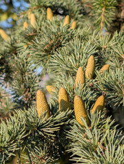 Closeup of young cones on a branch of Atlas cedar (Cedrus atlantica) in late summer