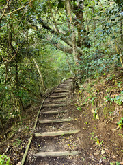 Mysterious hiking trail path through dense mountain forest
