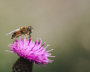 Stripe-winged Dronefly, Eristalis horticola on a purple knapweed, September 2025