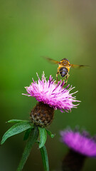Stripe-winged Dronefly, Eristalis horticola on a purple knapweed, September 2025