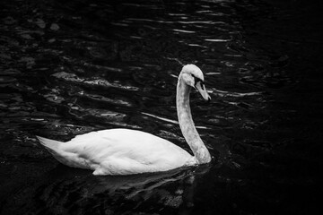 Swan on the lake