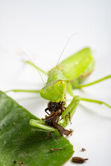 mantis eating grasshopper close up at vertical composition