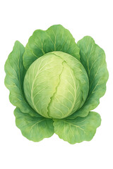 Fototapeta premium Fresh green cabbage with lush leaves growing in a garden setting under sunlight