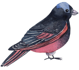 Watercolor clipart of a rosy finch, hand-painted. Perfect for nature illustrations, wildlife designs, greeting cards, invitations, and educational materials.