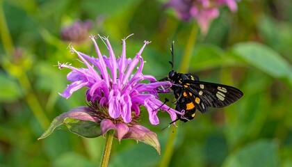 A vibrant purple flower hosts a black and orange moth, showcasing intricate details and a soft, natural bokeh.