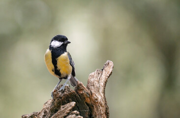 great tit parus major