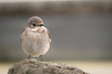 sparrow on a fence