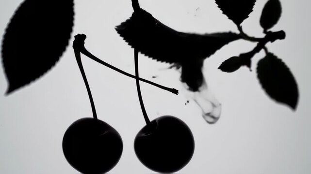 Silhouette of cherries and leaves