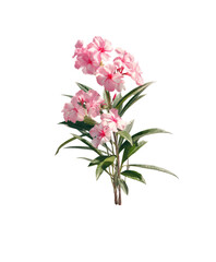 Light pink flowers with green foliage on a stem
