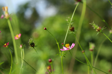 Beautiful pink wildflower blooming in green meadow under sunlight