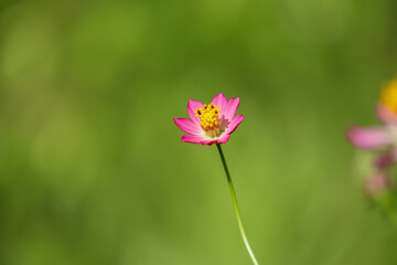 Single pink wildflower blooming with yellow pollen in green natural background