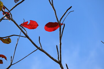 Red Autumn Leaves On Bare Tree Branches Against Clear Blue Sky