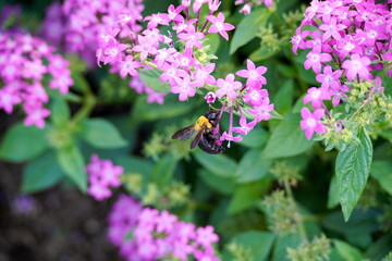 ピンク色のペンタスの花にとまるクマバチをクローズアップで捉えた写真。ふさふさとした毛と大きな羽が特徴的です。