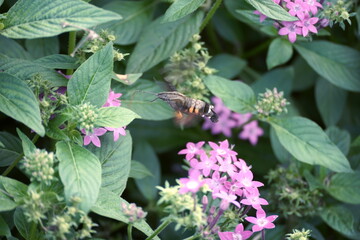 ピンク色のペンタスの花の蜜を吸うためにホバリングしているオオスカシバを捉えた写真。背景の緑とピンクの花々が鮮やかです。