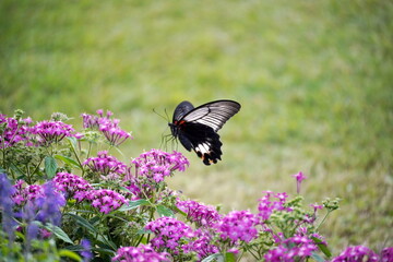 緑の芝生を背景にピンク色の花の上を優雅に飛んでいる黒い羽根のカラスアゲハを捉えた写真。羽を広げた美しい姿が印象的です。