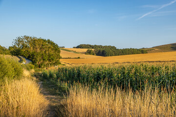 A pathway along the edge of farmland, with a blue sky overhead