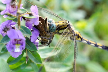 紫色の花にとまり、小さな蝶を捕食しているトンボの瞬間を捉えた写真。トンボの鋭い目や顎、そして獲物である蝶の姿がはっきりと見えます。