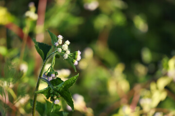Small wild white flowers blooming in green natural meadow background